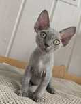 Kocurek Devon Rex rodowód FPL