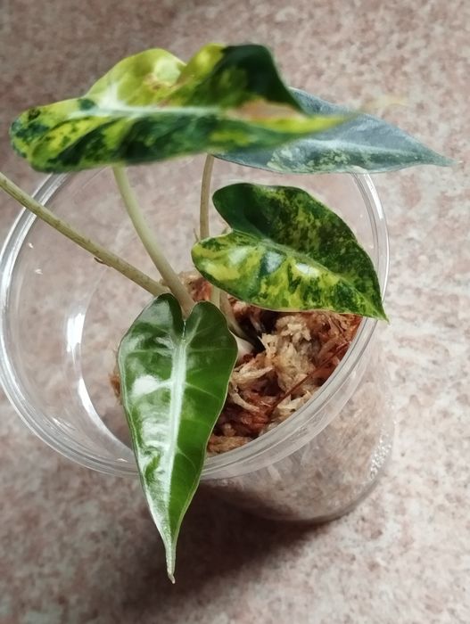 Alokazja Bambino Aurea sadzonka