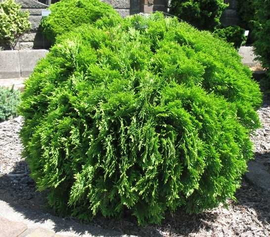 Thuja Danica kulista