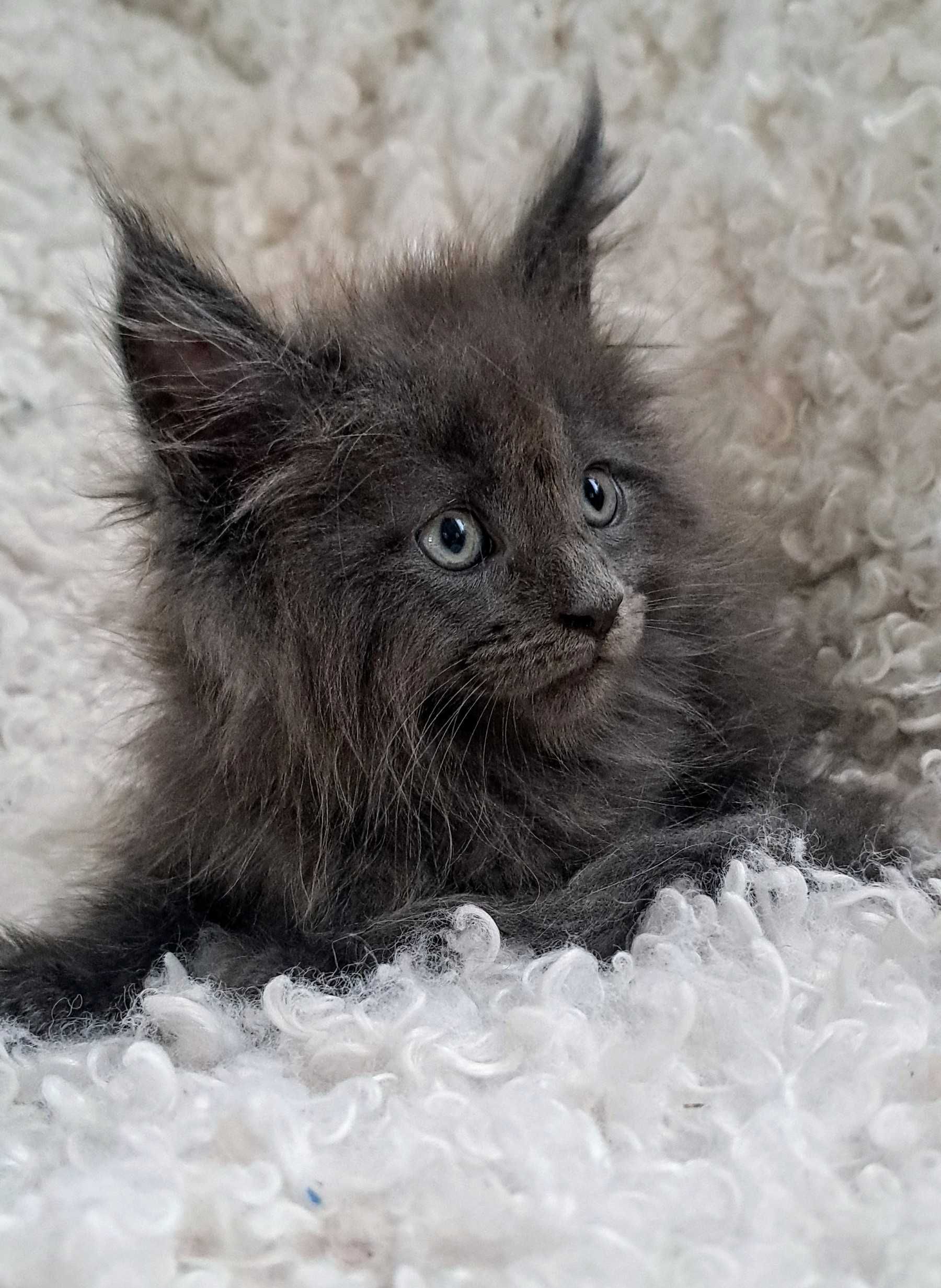 Śliczny Maine Coon