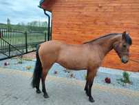 Klacz huculska 2 letnia