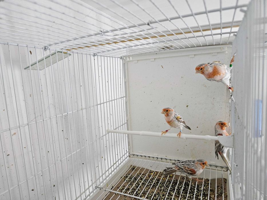 Canarios arlequim português e topazio mosaico