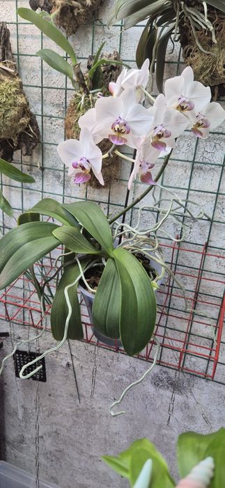Две орхидеи в горшке
