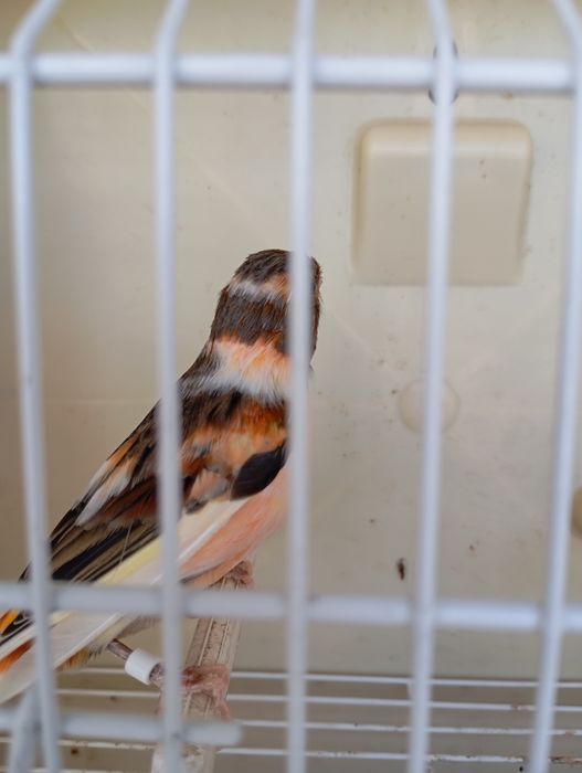 Gaiolas para aves e canários