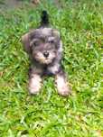 Schnauzer miniatura femea