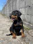 Dobermann / Doberman