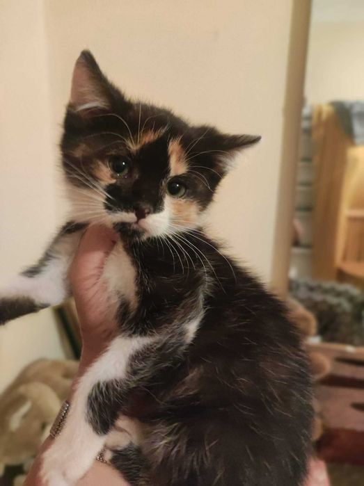 Błagam o dom, malutkie kotki