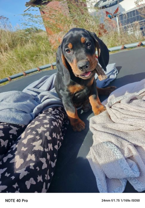 Szczeniak Słowacki Gończy Kopov