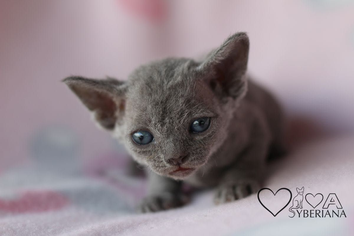 Niebieska koteczka Devon rex