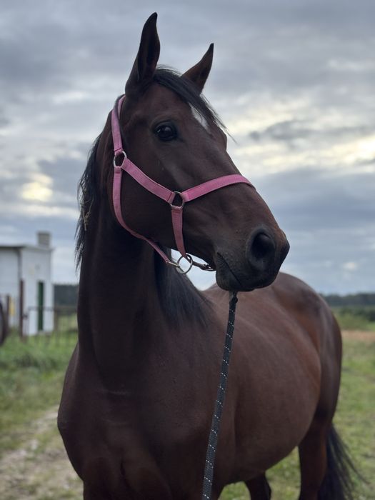 Klacz 4 letnia po Libretto x Dreamie