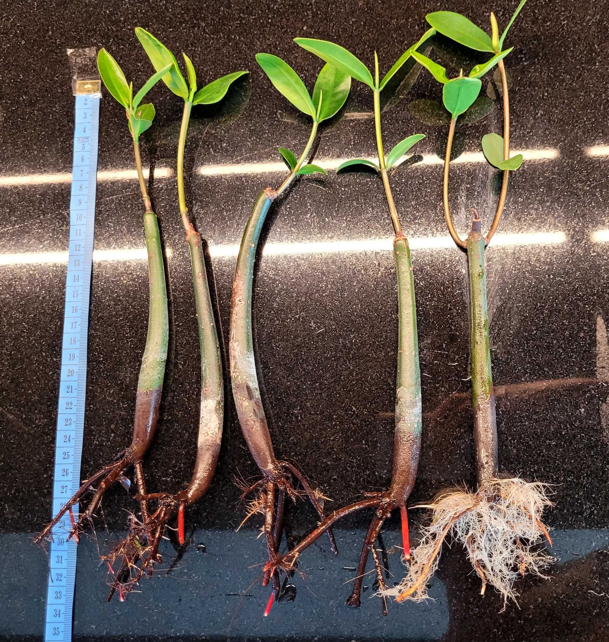Mangrowiec sadzonki ok 30cm piękne z Florydy, słodkie, morskie
