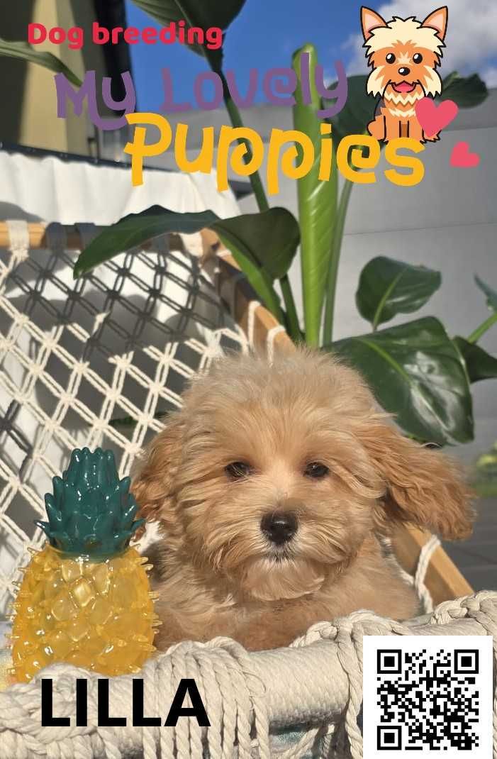 Maltipoo śliczna dziewczynka Lilla