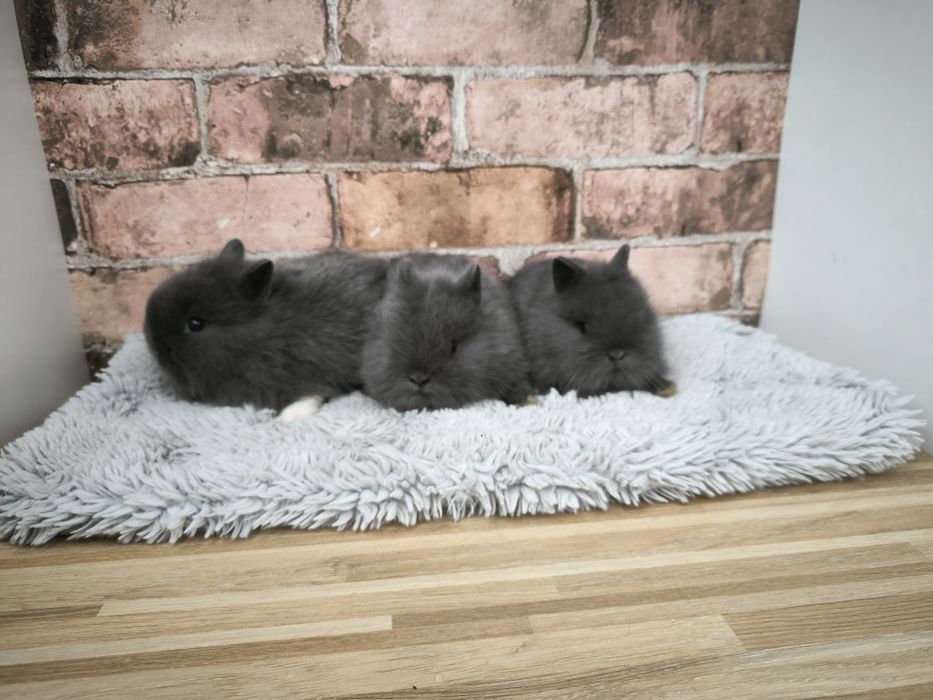 Króliczki karzełki puszyste mini króliki