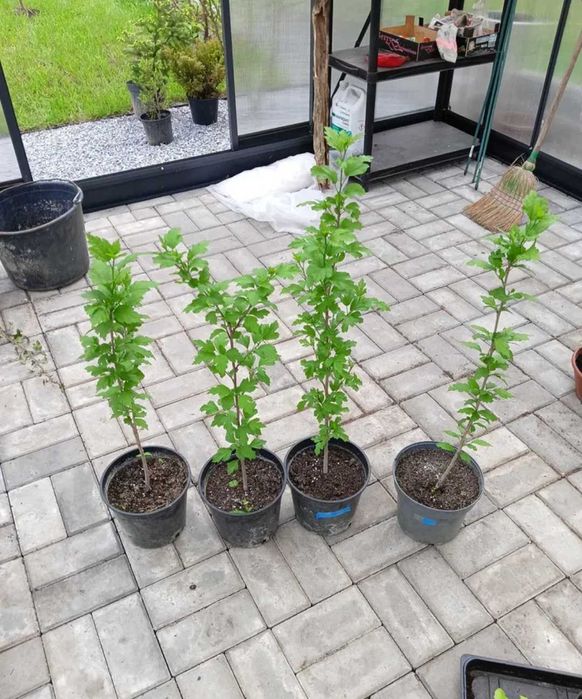 Hibiskus białe kwiaty i fioletowe