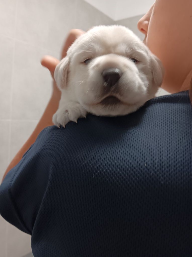 Labrador Retriever szczenie biszkopcik po ojcu z pochodzenia FCI