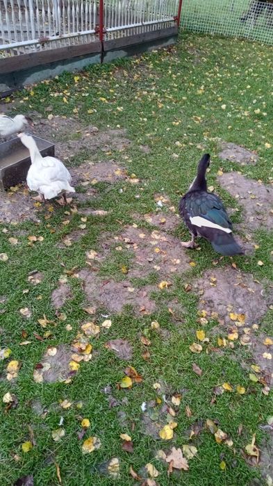 Sprzedam Kaczory francuskie