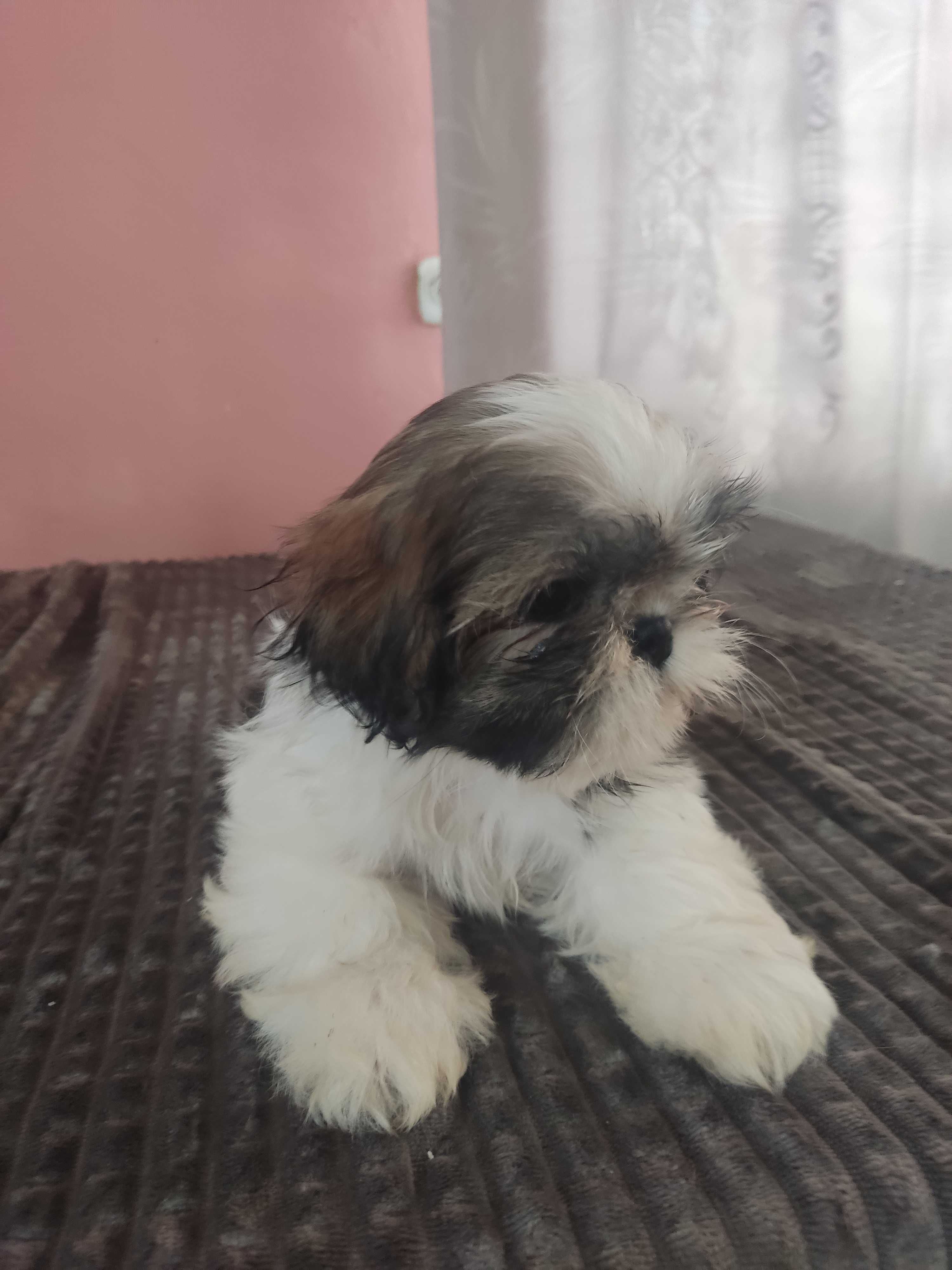 Piękna suczka Shih tzu