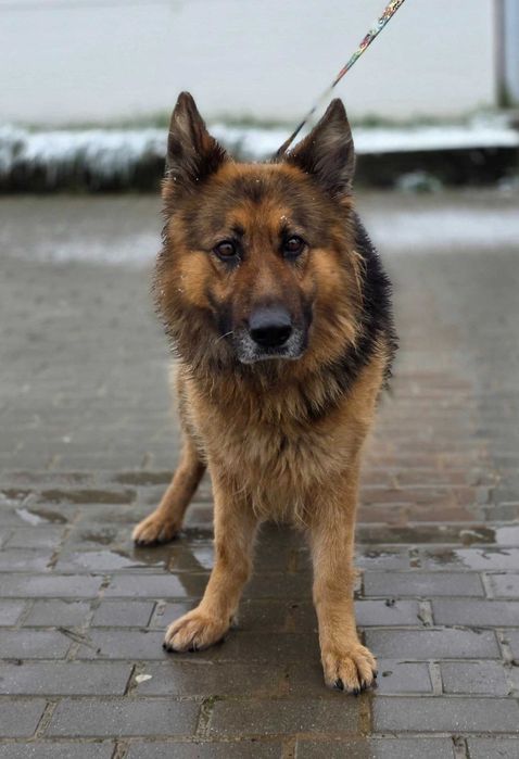 Zawiercie ul. Targowa znaleziono suczkę!