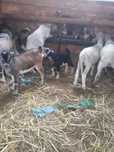 cabras várias M/F