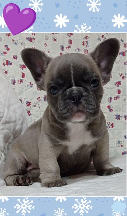 французик мини принцесса