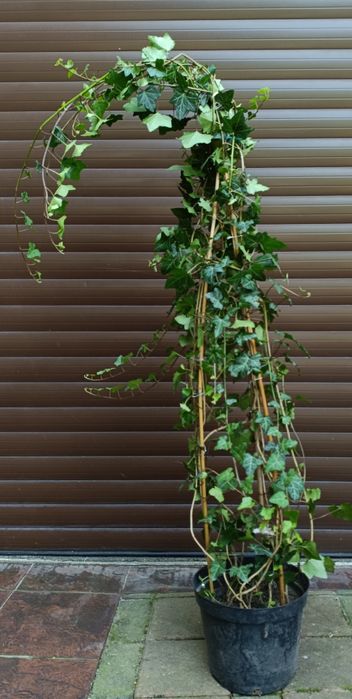 Duże kępy bluszczu Hedera Helix 100cm-130cm