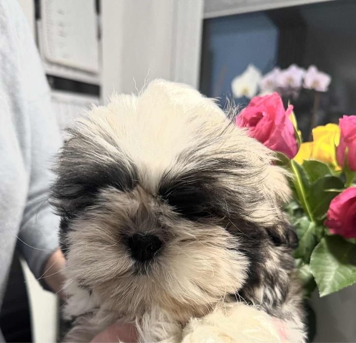 Shih Tzu ZkwP FCI szczeniaczek