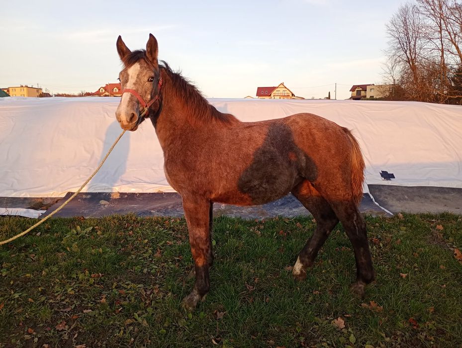 Sprzedam  osiem  koni