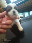 Shih tzu suczka szczeniak