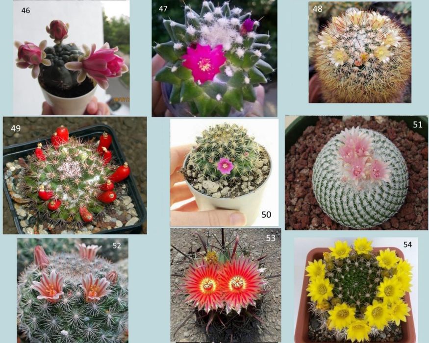Кактуси, сукуленти для флораріума, мамілярія, гімнокаліціум, ребуція