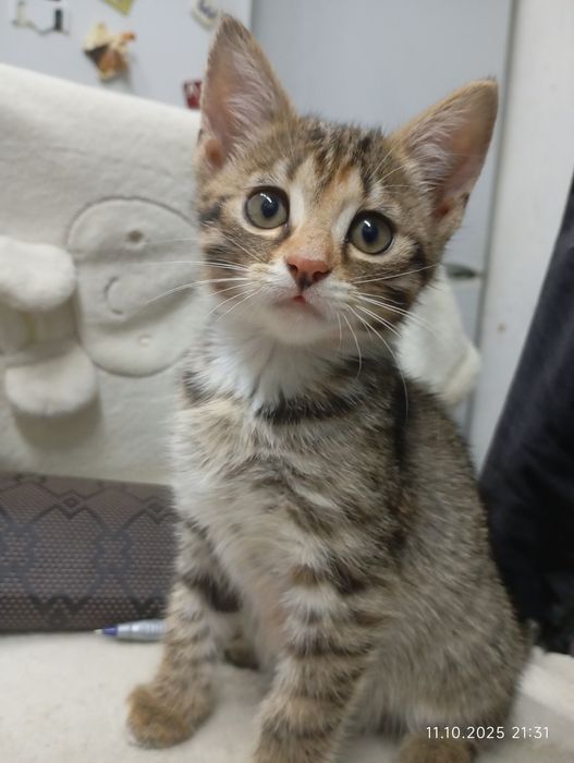 Кошенята безкоштовно