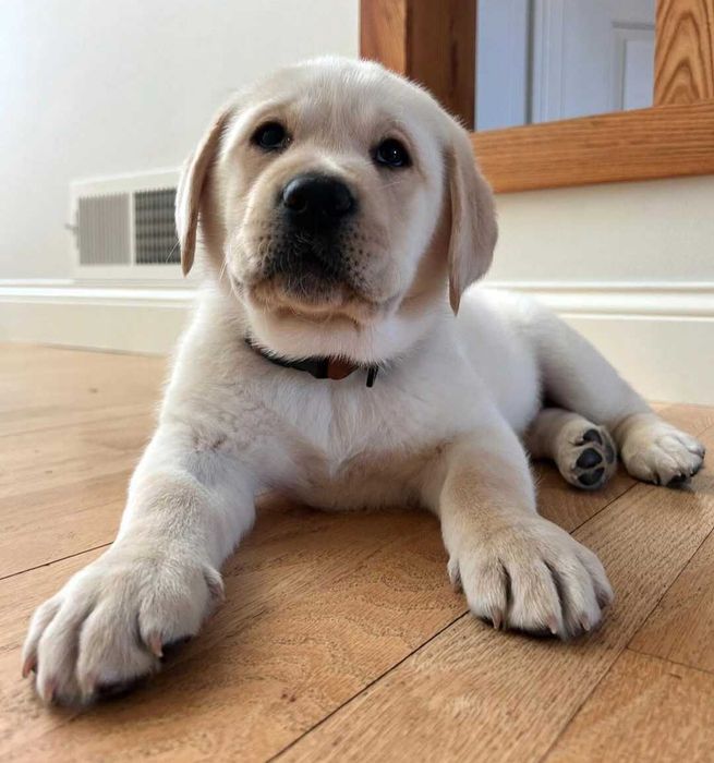 Golden & Labrador retriever szczeniaczek sunia do odbioru zadbana