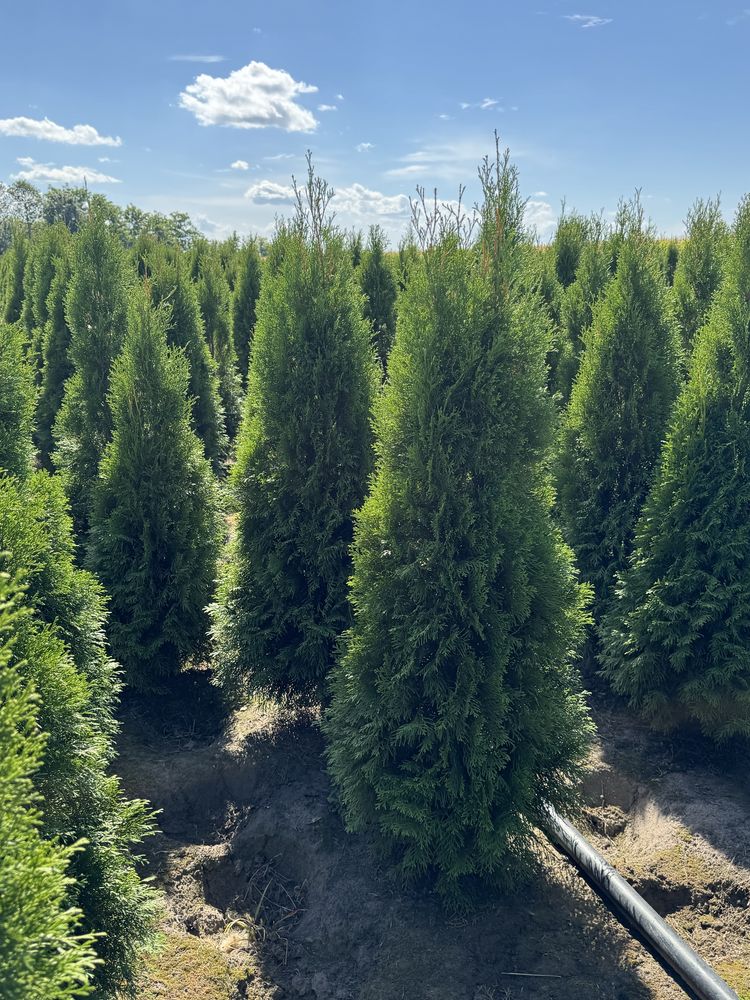 Gęsta Tuja Szmaragd 160-170cm Dostawa Sadzenie Producent Tuje