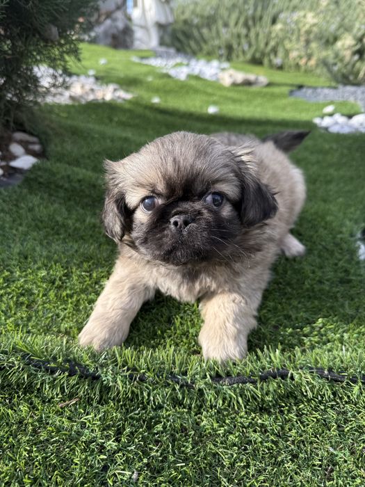 Piquenes maravilhosa exelente linhagem menina