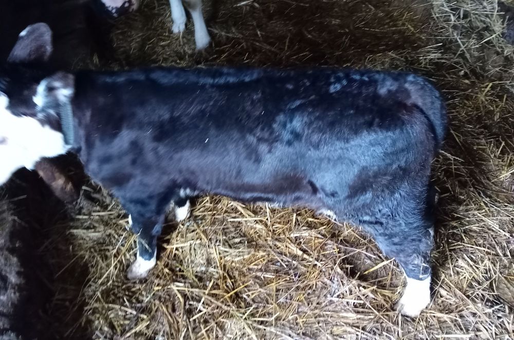 Sprzedam 3-tygodniowego byka