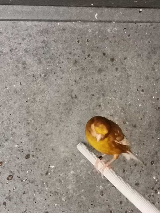Canários Phaeo amarelo e branco