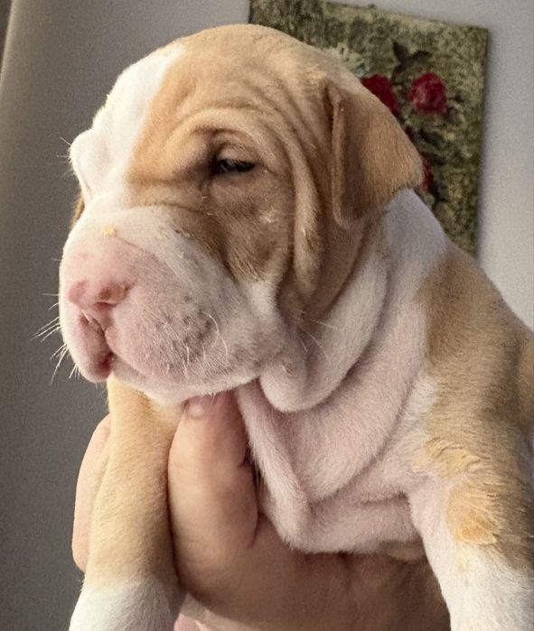 Pit bull szczenię przepiekny Red Nose