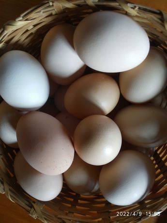 Ovos do campo provenientes de galinhas criadas em liberdade