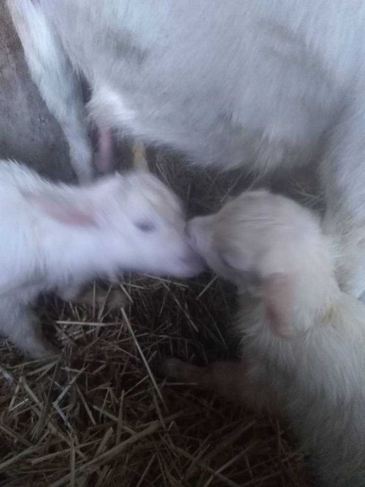 Продаються дойні кози, недорого