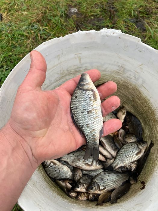 Karaś, płotka, słonecznica