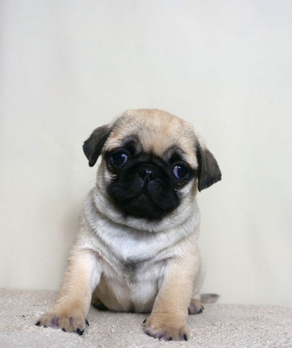 Mops suczka gotowa do odbioru