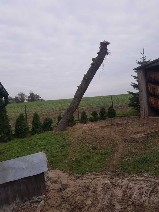 Drzewo modrzew pień