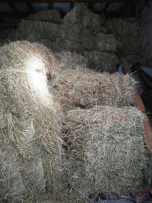 Sprzedam Siano tegoroczne Gliwice