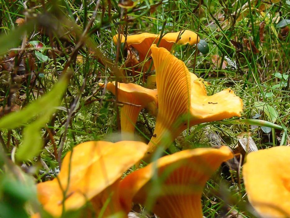 Мицелий лисички желтой - семена грибов-лисичек для выращивания дома