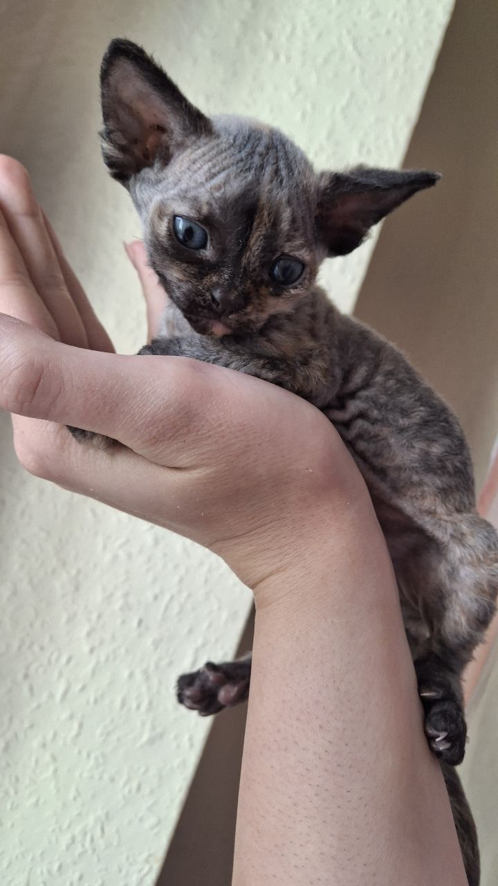 Devon Rex piękna kotka
