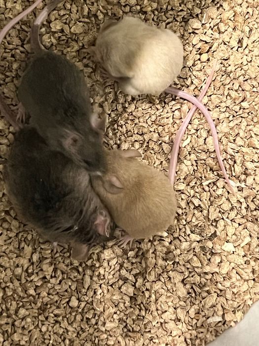 Myszki urodzone 3.10.2025