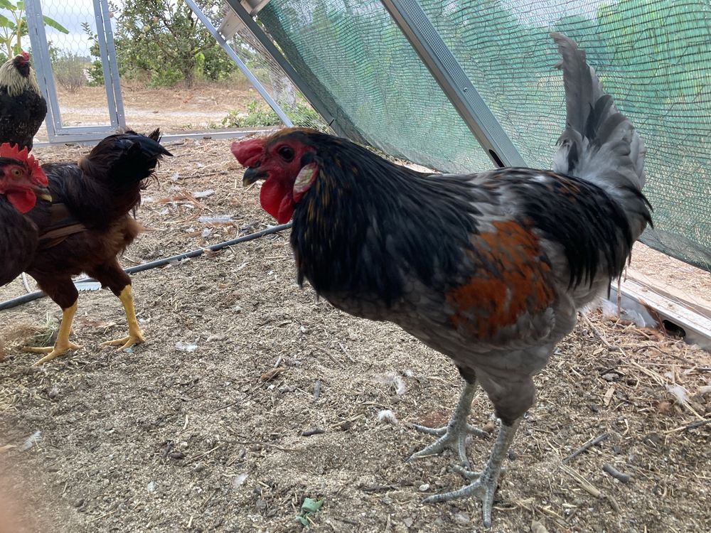 Galo hibrido de andaluza surenha com olive egger