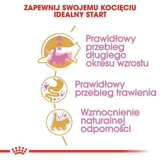 Karma dla kociąt Maine Coon, kotek w ciąży/karmiących Royal Canin 2kg