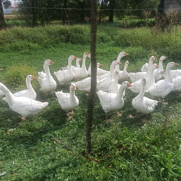 Piękne Gęsi białe