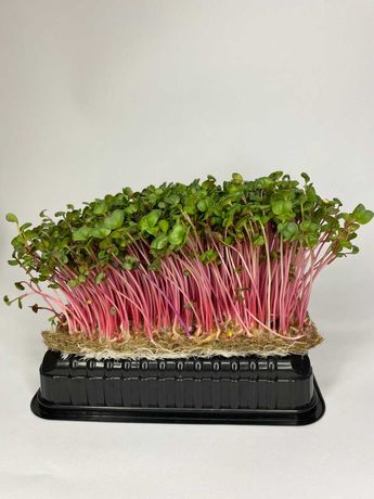 Семена для микрозелени редис Ред Корал Розпродаж