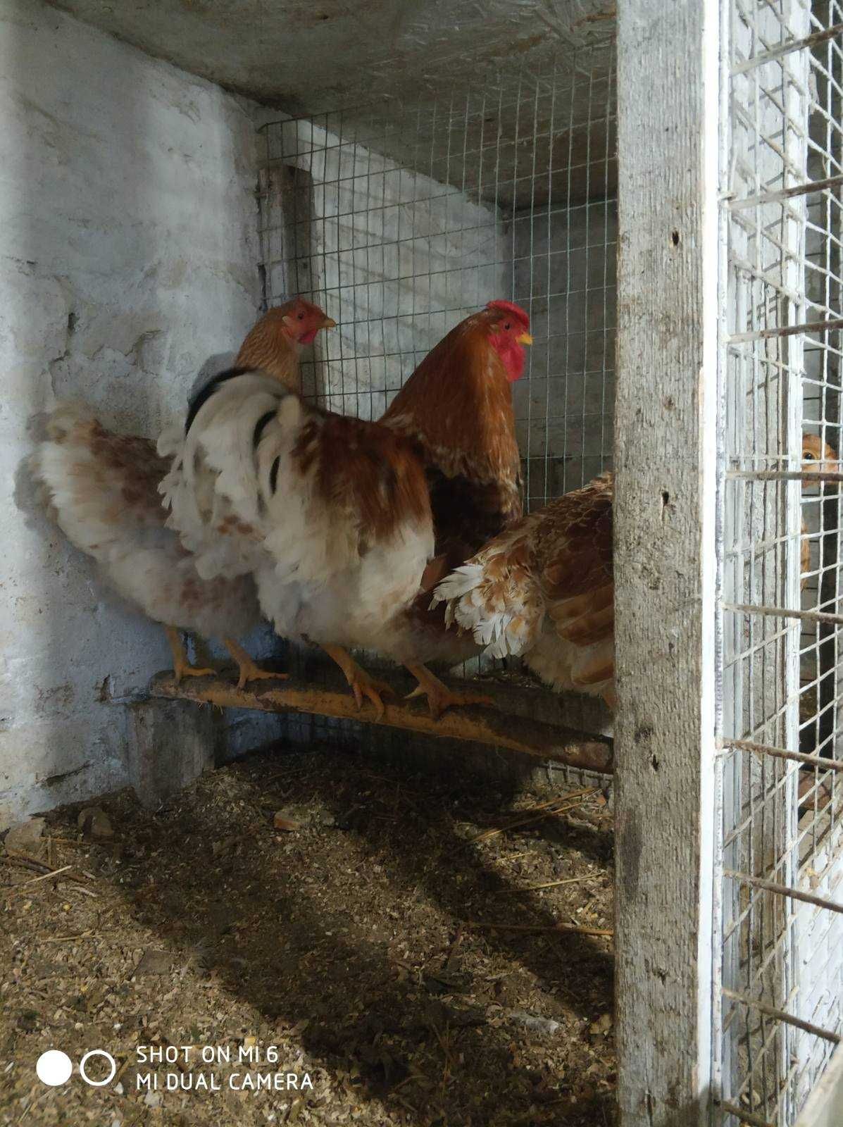 Кури віандот біле золото: інкубаційні яйці, курчата.